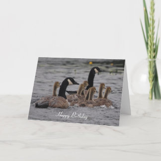 Birthday - Canadian Geese Card