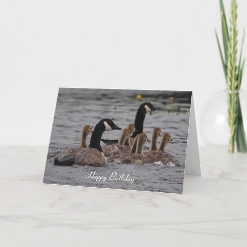 Birthday  Canadian Geese Card