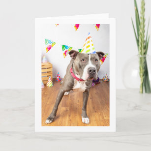 Pitbull Bikini Birthday Card 