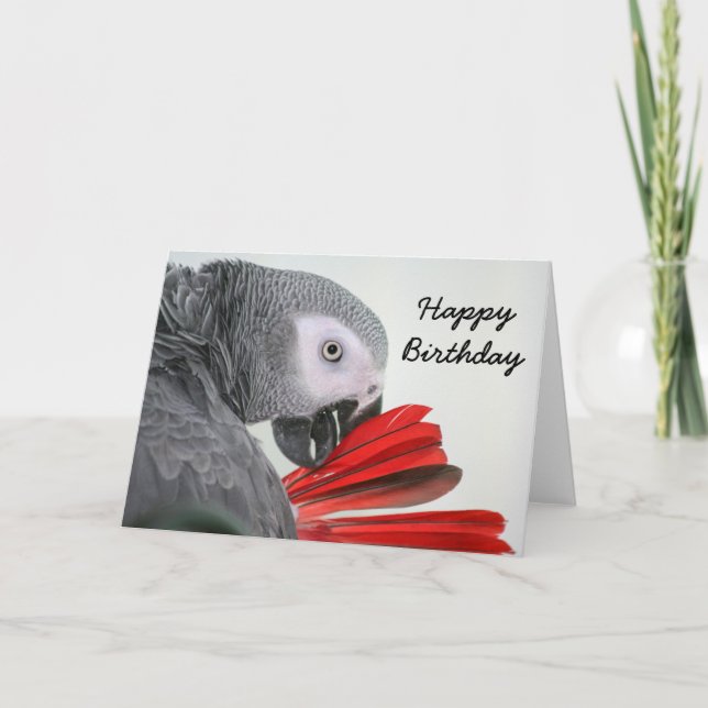 Birthday card  Congo African Grey Gray Parrot (Front)