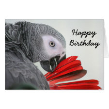 Birthday card  Congo African Grey Gray Parrot