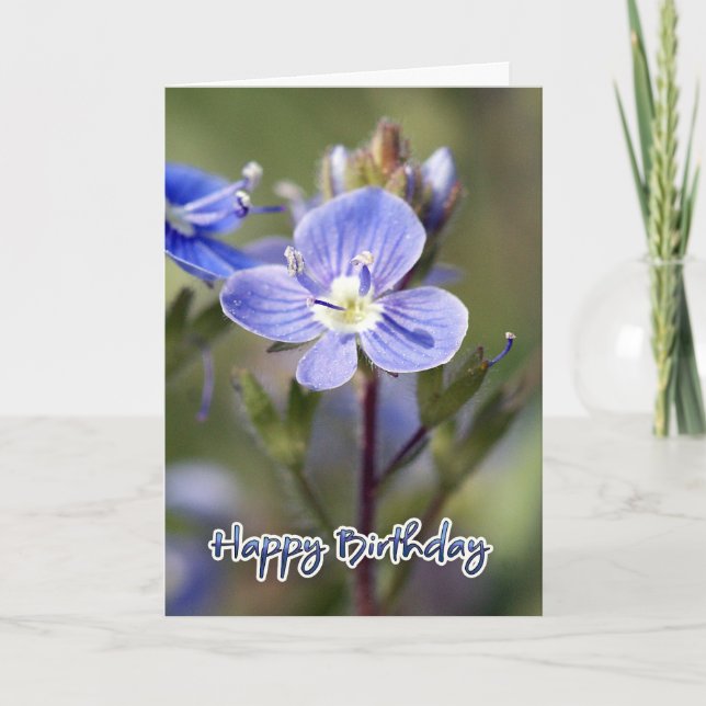 Birthday Card - Corn speedwell - Veronica arvensis (Front)