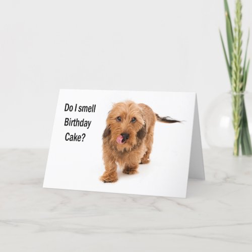 birthday card Dachshund dog smelling birthday cake