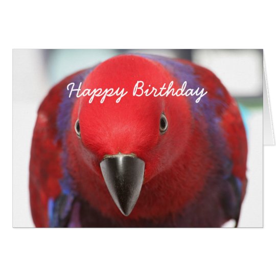 birthday_card_eclectus_parrot-r47fa9c3cdf7c4c969304b76a36270d4e_xvuak_8byvr_540.jpg