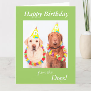 Birthday card from the dogs, labrador custom card