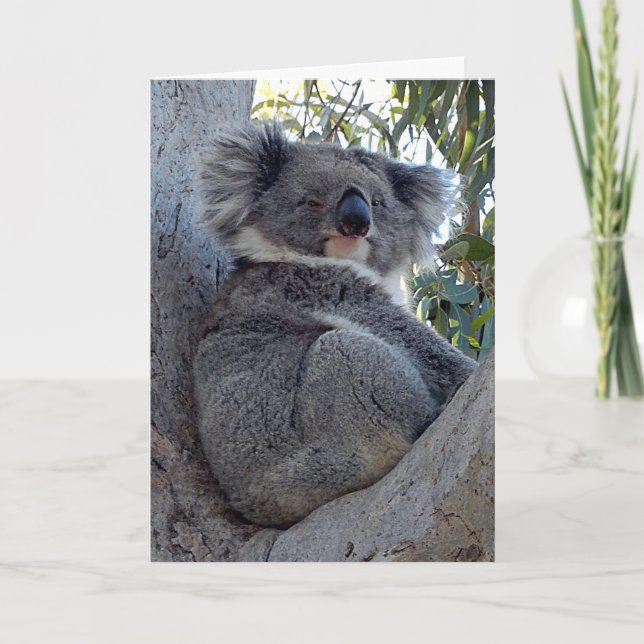 Birthday Card Koala in a Gum Tree (Front)