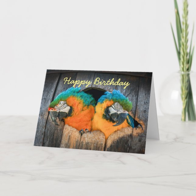 Birthday card Macaw parrots in barrel (Front)