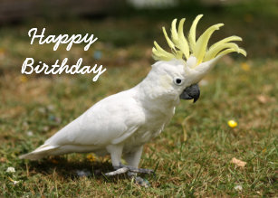 birthday_card_sulphur_crested_cockatoo_parrot-recde6a75dac7451fb72e786fba86b4ad_em0ce_307.jpg