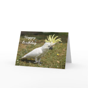 Birthday card Sulphur Crested cockatoo parrot