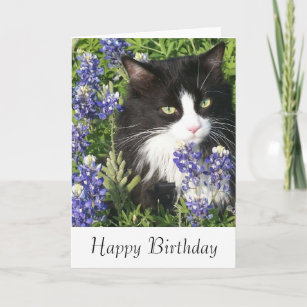 Birthday Card Tuxedo Cat in Texas Bluebonnets