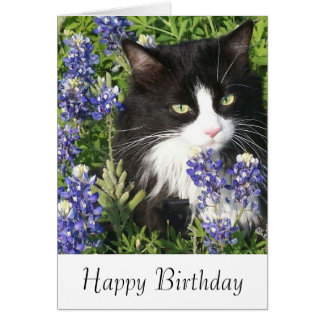 Happy Birthday Black And White Cat 5903 Newsmov