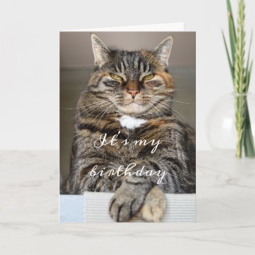 Birthday Cat Funny Tabby Grumpy Green Eyes Squint Card