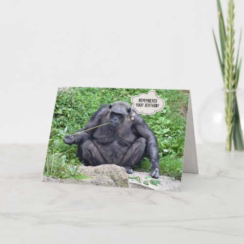 Birthday Chimpanzee on rock Card