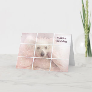 Birthday-Chinese Crested Hairless Dog Card
