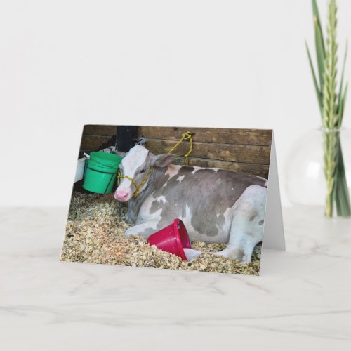 Birthday Cow In a Barn Pen with Buckets Card