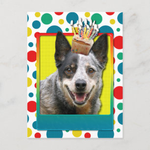 Birthday Cupcake - Australian Cattle Dog Postcard
