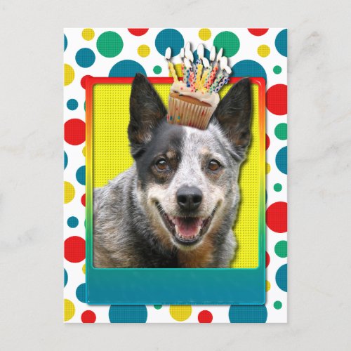 Birthday Cupcake _ Australian Cattle Dog Postcard