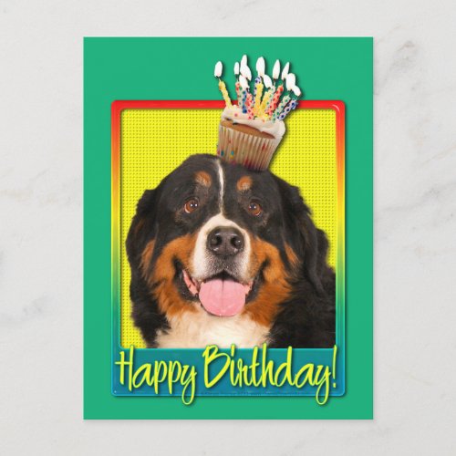 Birthday Cupcake _ Bernese Mountain Dog Postcard