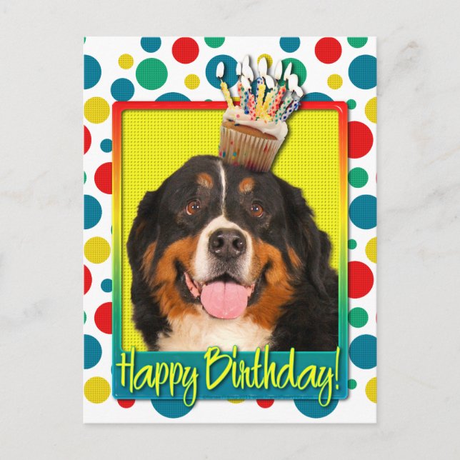 Birthday Cupcake - Bernese Mountain Dog Postcard (Front)