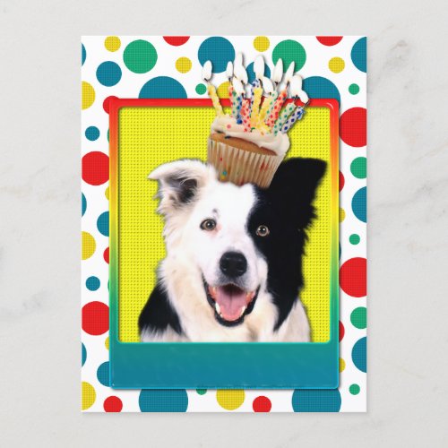 Birthday Cupcake _ Border Collie Postcard