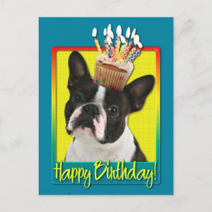 Birthday Cupcake - Boston Terrier Postcard