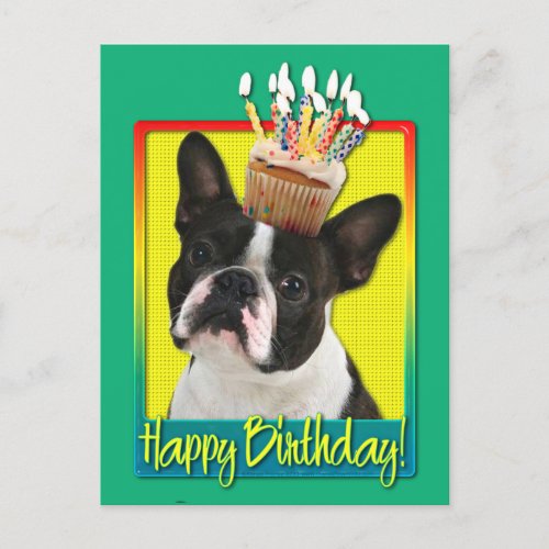 Birthday Cupcake _ Boston Terrier Postcard