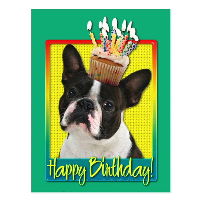 Birthday Cupcake - Boston Terrier Postcard | Zazzle.com