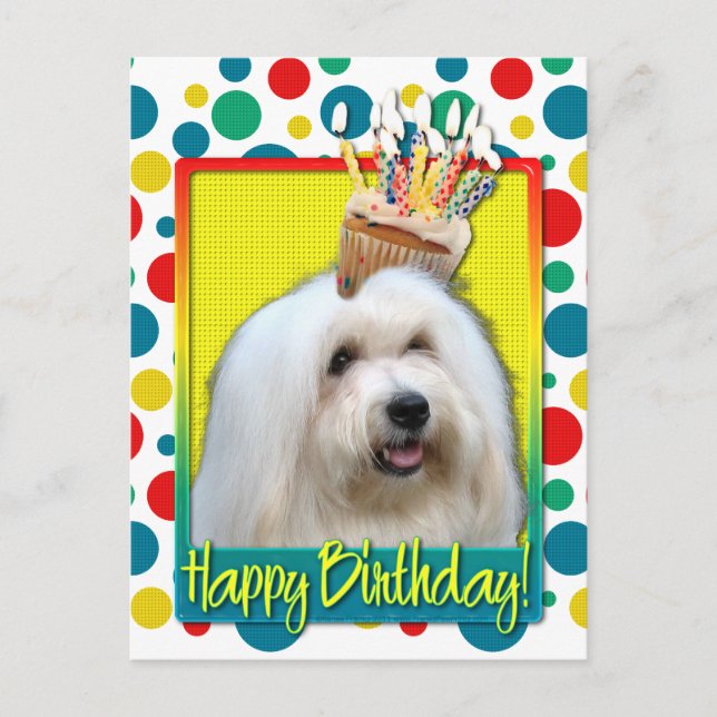 Birthday Cupcake - Coton de Tulear Postcard (Front)