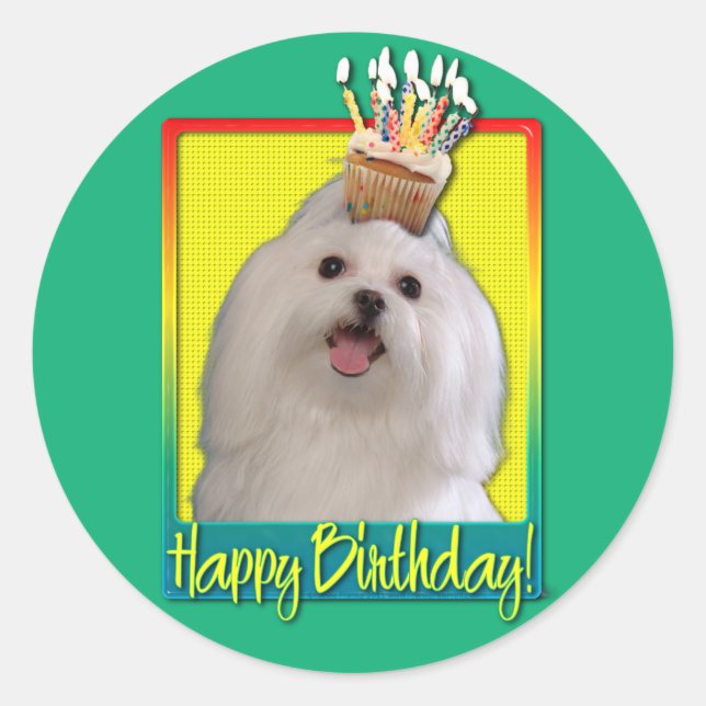 Birthday Cupcake - Maltese Classic Round Sticker (Front)