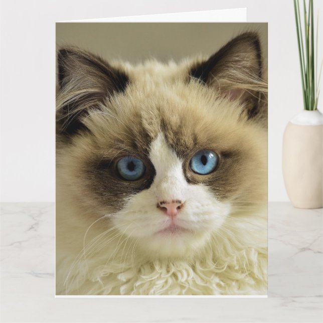  BIRTHDAY CUTE CAT PERSIAN Greeting Card (Front)