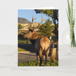 Birthday elk takes at the moment card