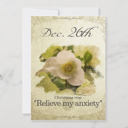 Birthday flowers on December 26th Christmas rose Holiday Card