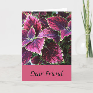 Birthday for a friend, pretty coleus plant. card