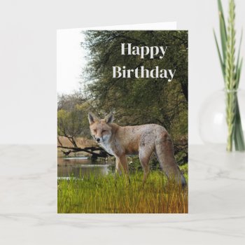 Birthday For Men Red Fox Wildlife And Nature  Card by Susang6 at Zazzle