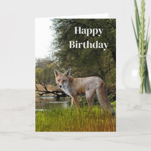 Birthday for Men Red Fox Wildlife and Nature  Card