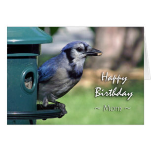 Birthday for Mom, Blue Jay at Bird Feeder