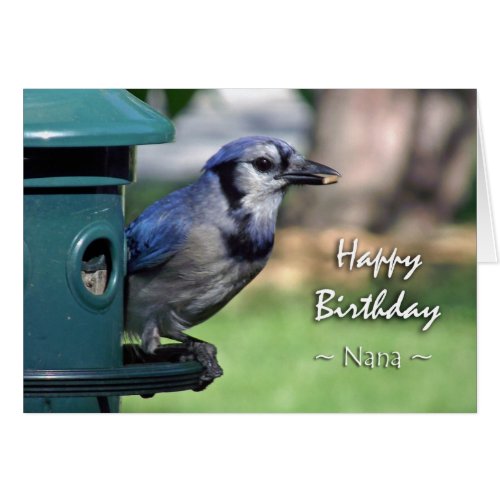 Birthday for Nana Blue Jay on Bird Feeder