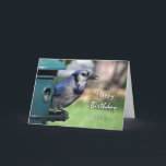 Birthday for Sister, Blue Jay at Bird Feeder Card<br><div class="desc">A Blue Jay at a bird feeder is featured on this birthday card for a sister. Great card for the bird watcher in the family. Image and verse copyright © 2014,  Shoaff Ballanger Studios.</div>