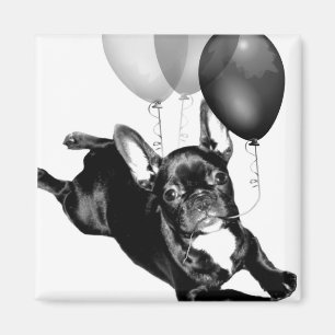Birthday French Bulldog magnet