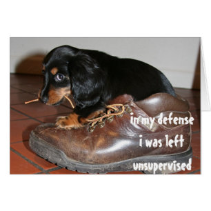 Birthday From Dog Puppy Chewing  Funny Cards