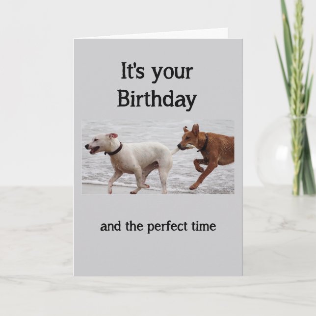 Birthday Fun Dogs Grabbing Tail Not Behave Card (Front)