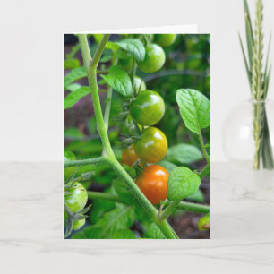 Birthday Getting Old Humor with Tomatoes Card