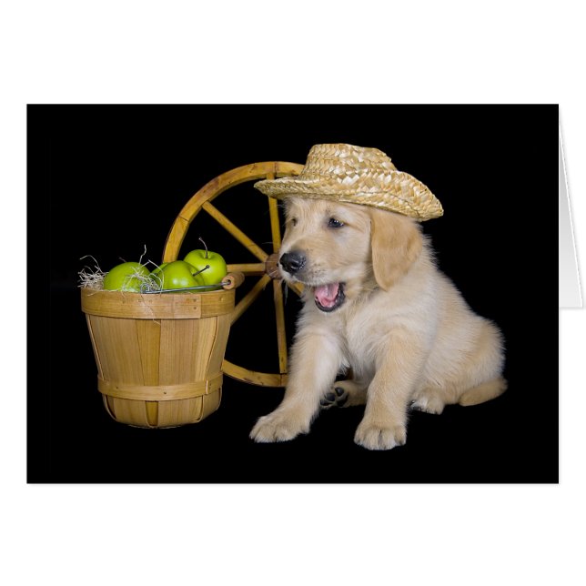 Birthday Golden Retriever with Apples Cards (Front Horizontal)