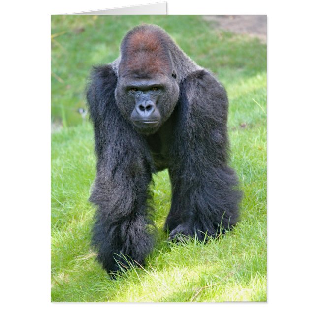 BIRTHDAY GORILLA FUNNY GREETING CARD (Front)