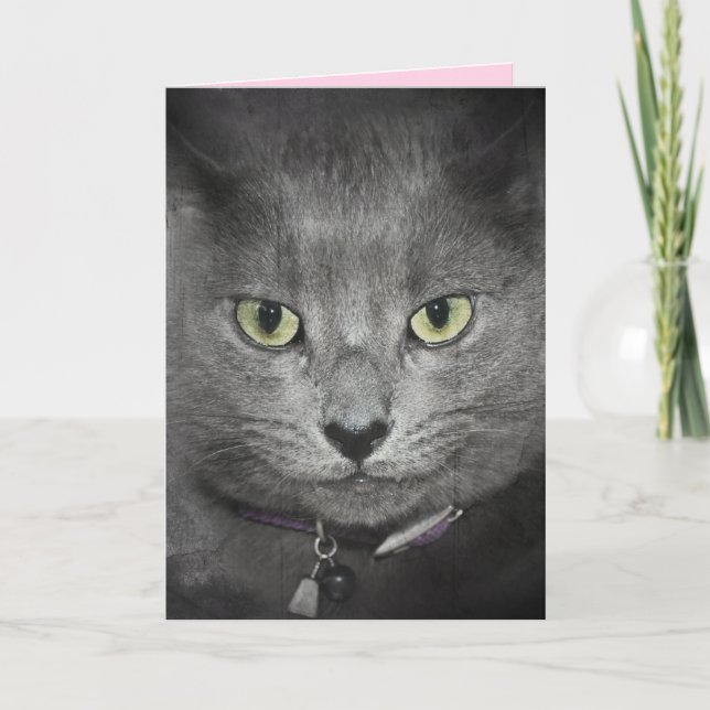 Birthday Gray Cat Humor Card (Front)