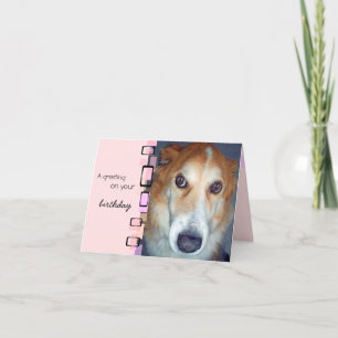 Birthday Greeting Border Collie Card