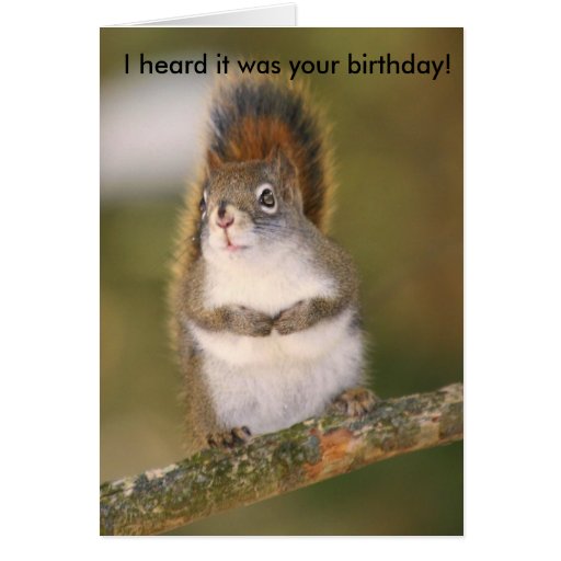 Birthday Greeting Card - Squirrel | Zazzle