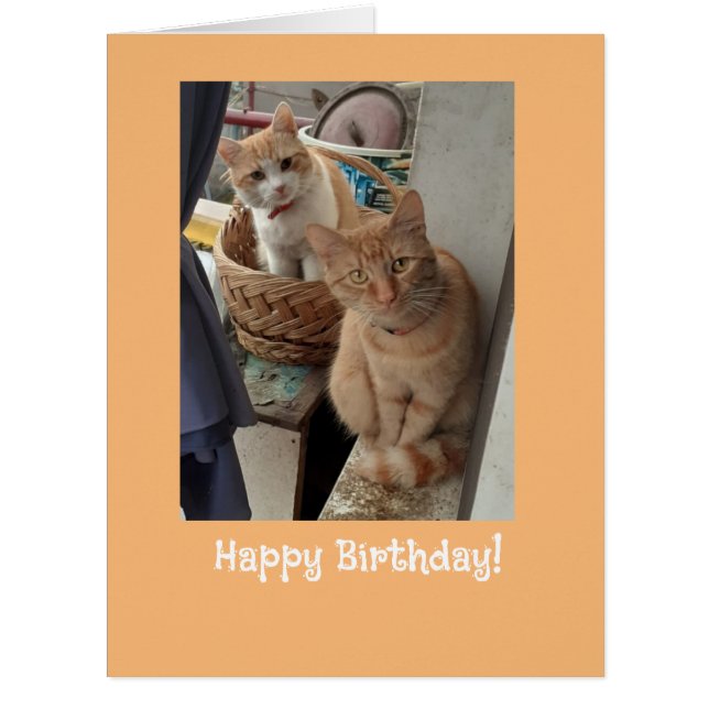 Birthday Greetings Ginger Cats Cards (Front)
