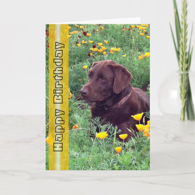 Birthday Handsome Labrador Retriever Dog Photo Card (Front)