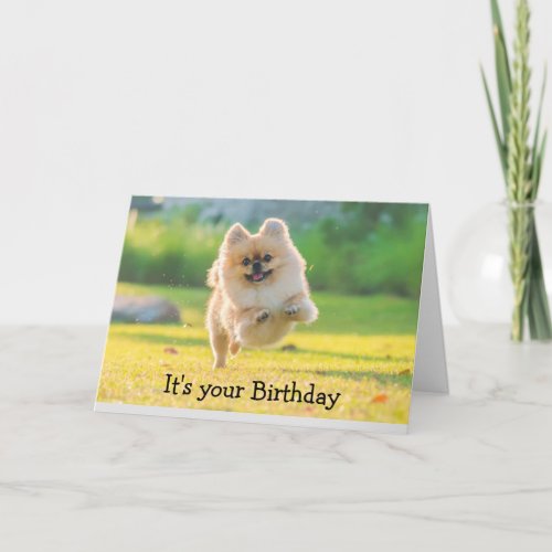 Birthday Happy Fun Pomeranian Dog  Card